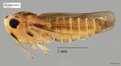 Hemiptera sp. "ZRCBDP0108505"