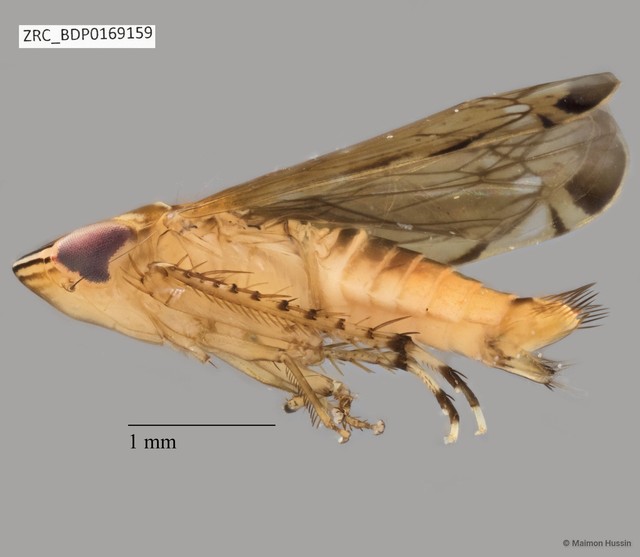 Hemiptera sp. "ZRCBDP0108536" • © Maimon Hussin • All Rights Reserved