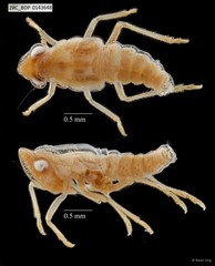 Hemiptera sp. "ZRCBDP0108548"
