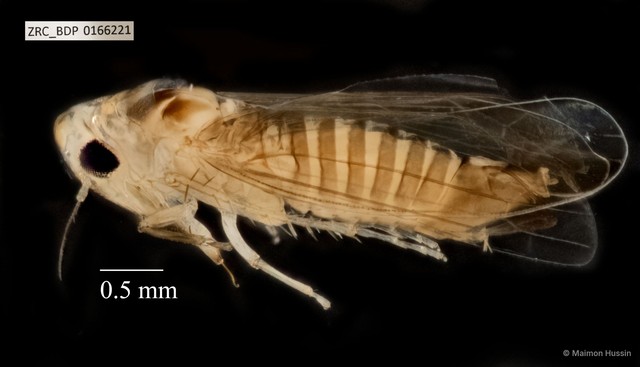 Hemiptera sp. "ZRCBDP0108833" • © Maimon Hussin • All Rights Reserved