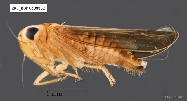 Hemiptera sp. "ZRCBDP0108840" • © Maimon Hussin • All Rights Reserved