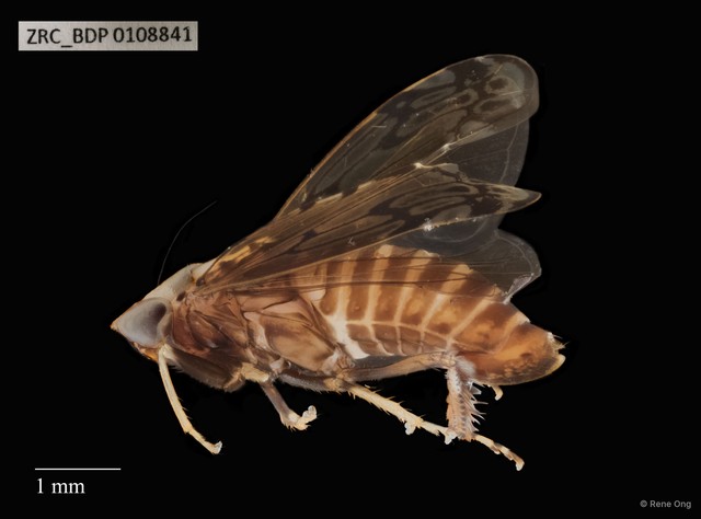Hemiptera sp. "ZRCBDP0108841" • © Rene Ong • All Rights Reserved