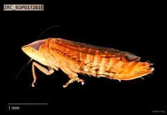 Hemiptera sp. "ZRCBDP0109758"