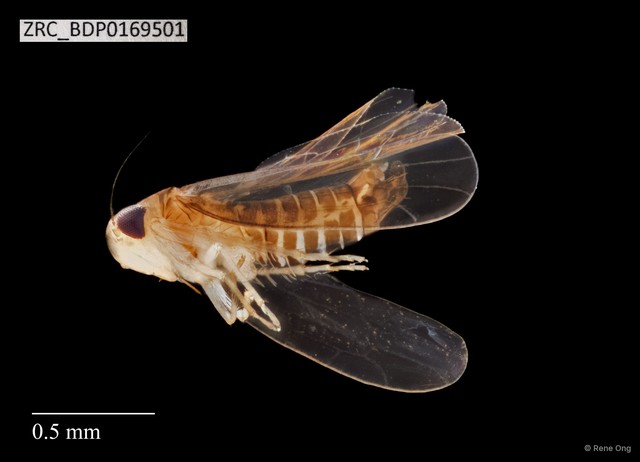 Hemiptera sp. "ZRCBDP0109802" • © Rene Ong • All Rights Reserved