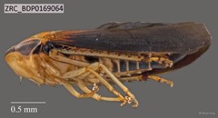 Hemiptera sp. "ZRCBDP0109815"