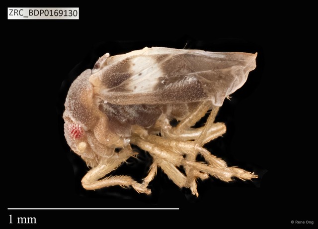 Hemiptera sp. "ZRCBDP0109845" • © Rene Ong • All Rights Reserved