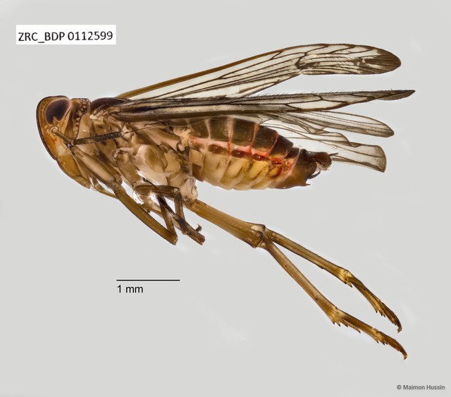 Hemiptera sp. "ZRCBDP0109896" • © Maimon Hussin • All Rights Reserved