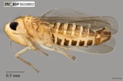 Hemiptera sp. "ZRCBDP0109904"