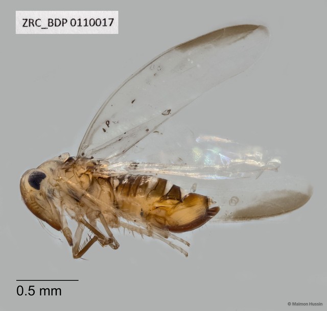 Hemiptera sp. "ZRCBDP0109938" • © Maimon Hussin • All Rights Reserved