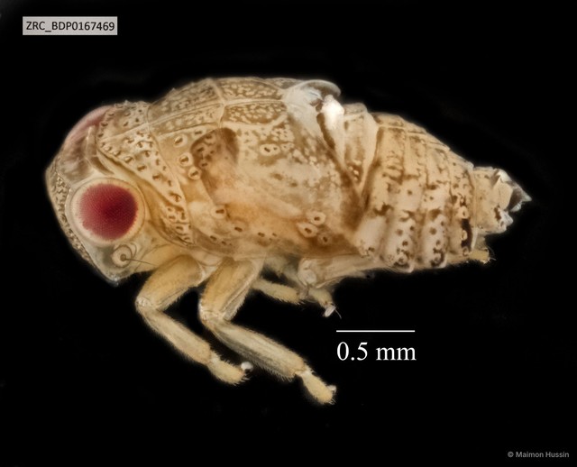 Hemiptera sp. "ZRCBDP0109950" • © Maimon Hussin • All Rights Reserved