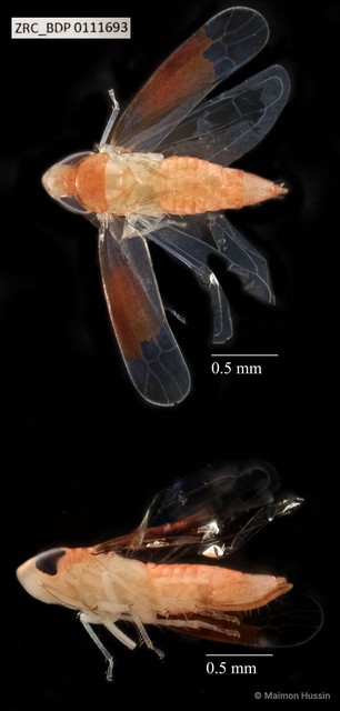 Hemiptera sp. "ZRCBDP0109987" • © Maimon Hussin • All Rights Reserved