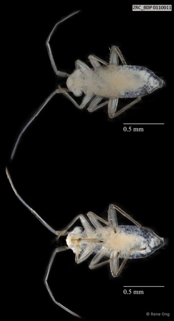 Hemiptera sp. "ZRCBDP0110011" • © Rene Ong • All Rights Reserved