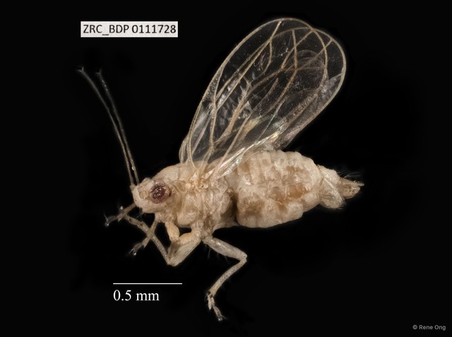 Hemiptera sp. "ZRCBDP0110013" • © Rene Ong • All Rights Reserved