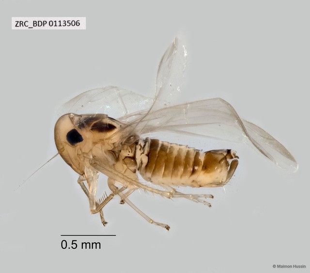 Hemiptera sp. "ZRCBDP0110024" • © Maimon Hussin • All Rights Reserved
