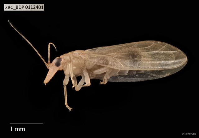 Hemiptera sp. "ZRCBDP0110051" • © Rene Ong • All Rights Reserved
