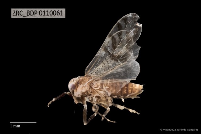 Hemiptera sp. "ZRCBDP0110061" • © Villanueva Jeremie Gonzales • All Rights Reserved