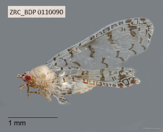 Hemiptera sp. "ZRCBDP0110090" • © Maimon Hussin • All Rights Reserved