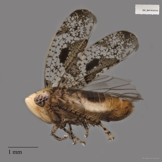 Hemiptera sp. "ZRCBDP0110110" • © Maimon Hussin • All Rights Reserved