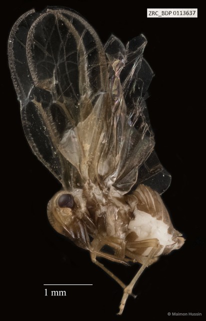 Hemiptera sp. "ZRCBDP0110115" • © Maimon Hussin • All Rights Reserved