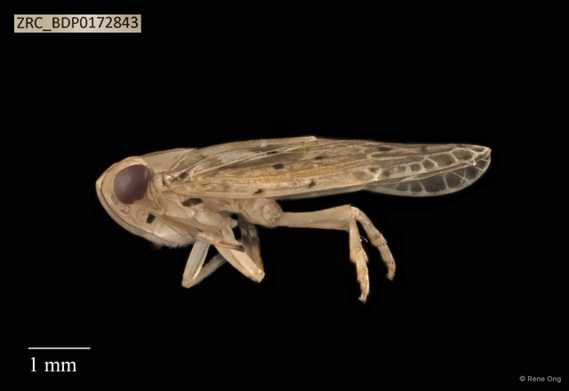 Hemiptera sp. "ZRCBDP0110527" • © Rene Ong • All Rights Reserved