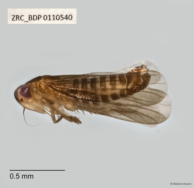 Hemiptera sp. "ZRCBDP0110540" • © Maimon Hussin • All Rights Reserved