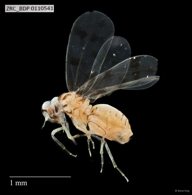 Hemiptera sp. "ZRCBDP0110541" • © Rene Ong • All Rights Reserved