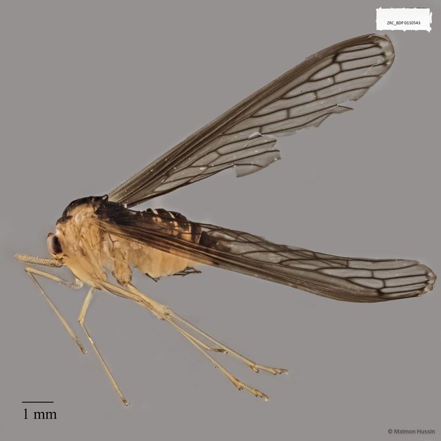 Hemiptera sp. "ZRCBDP0110543" • © Maimon Hussin • All Rights Reserved