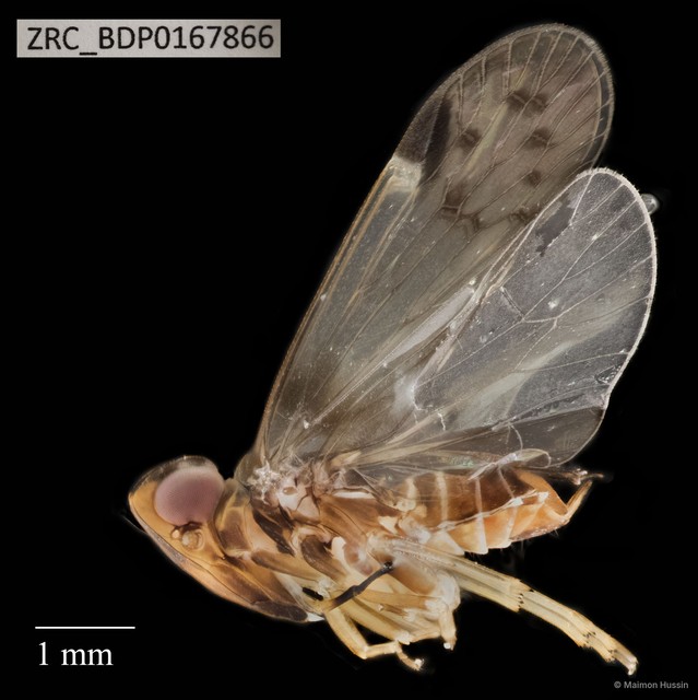 Hemiptera sp. "ZRCBDP0110659" • © Maimon Hussin • All Rights Reserved