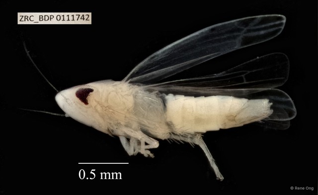 Hemiptera sp. "ZRCBDP0110714" • © Rene Ong • All Rights Reserved