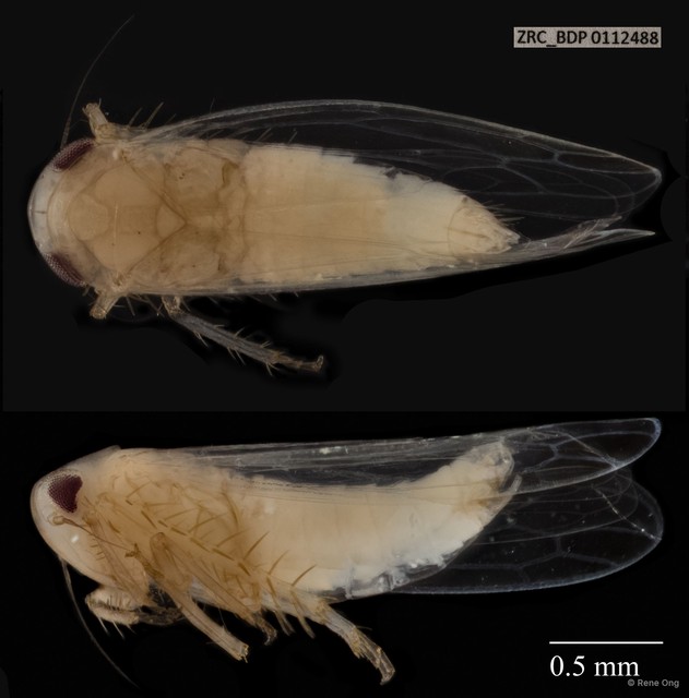 Hemiptera sp. "ZRCBDP0110741" • © Rene Ong • All Rights Reserved