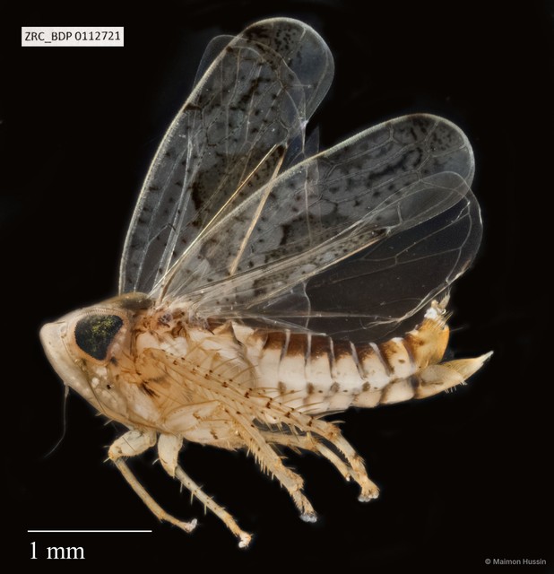 Hemiptera sp. "ZRCBDP0110872" • © Maimon Hussin • All Rights Reserved