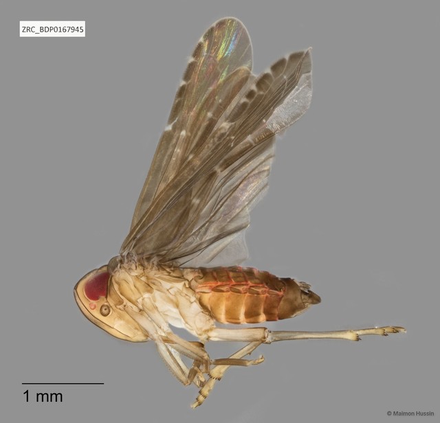 Hemiptera sp. "ZRCBDP0110901" • © Maimon Hussin • All Rights Reserved