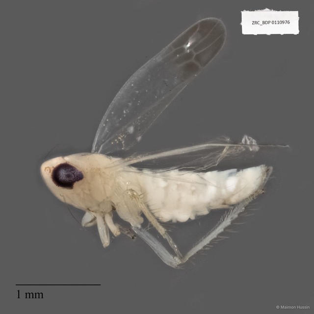 Hemiptera sp. "ZRCBDP0110976" • © Maimon Hussin • All Rights Reserved