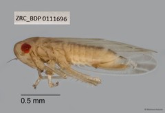 Hemiptera sp. "ZRCBDP0111696"