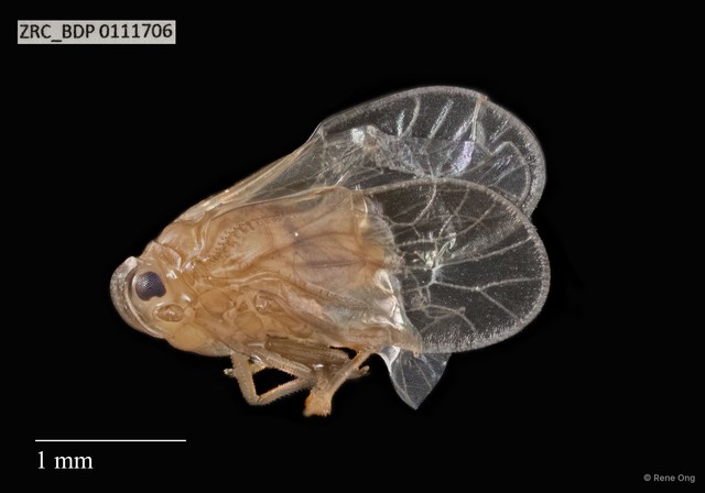 Hemiptera sp. "ZRCBDP0111706" • © Rene Ong • All Rights Reserved