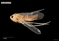 Hemiptera sp. "ZRCBDP0111710"