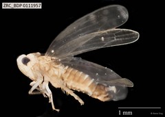 Hemiptera sp. "ZRCBDP0111738"