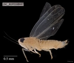 Hemiptera sp. "ZRCBDP0111747"