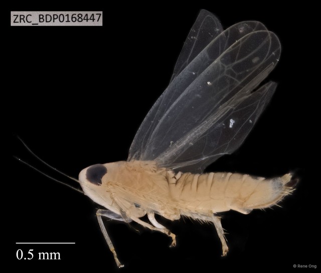 Hemiptera sp. "ZRCBDP0111747" • © Rene Ong • All Rights Reserved