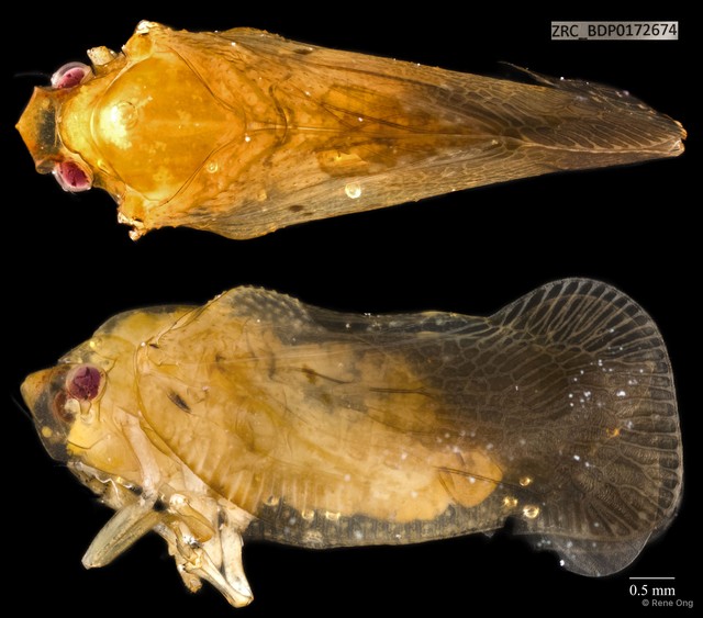 Hemiptera sp. "ZRCBDP0111753" • © Rene Ong • All Rights Reserved