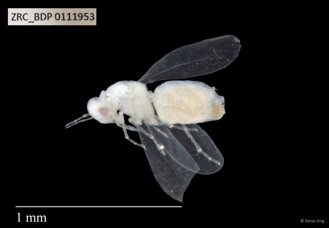Hemiptera sp. "ZRCBDP0111953" • © Rene Ong • All Rights Reserved