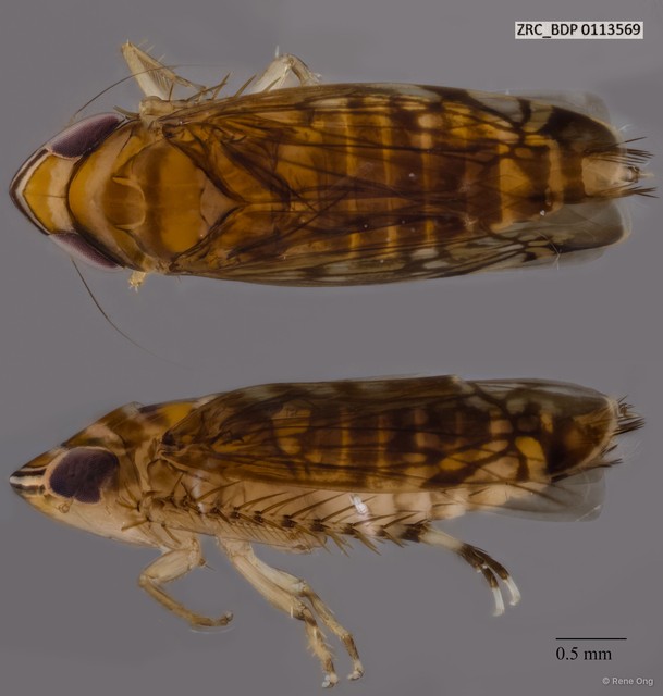 Hemiptera sp. "ZRCBDP0111956" • © Rene Ong • All Rights Reserved