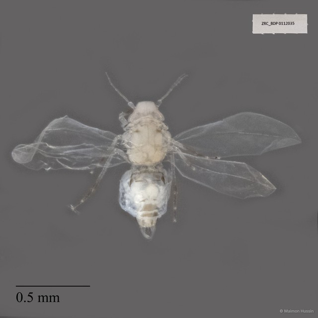 Hemiptera sp. "ZRCBDP0112035" • © Maimon Hussin • All Rights Reserved