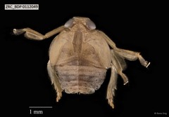 Hemiptera sp. "ZRCBDP0112049"