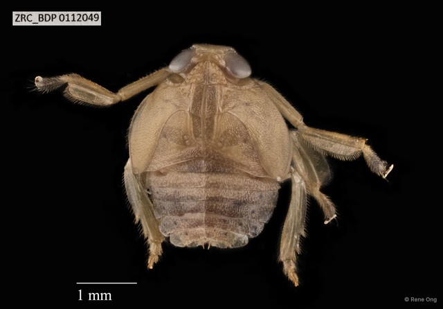 Hemiptera sp. "ZRCBDP0112049" • © Rene Ong • All Rights Reserved