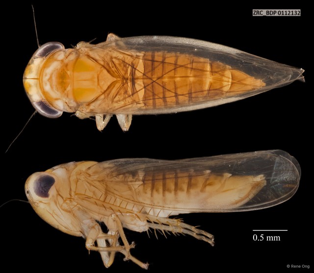 Hemiptera sp. "ZRCBDP0112132" • © Rene Ong • All Rights Reserved