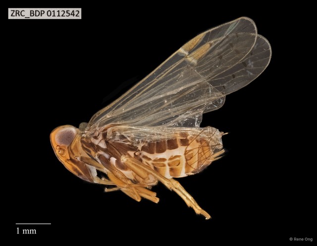 Hemiptera sp. "ZRCBDP0112213" • © Rene Ong • All Rights Reserved