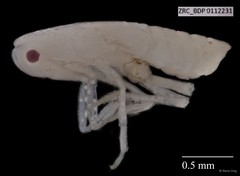 Hemiptera sp. "ZRCBDP0112231"