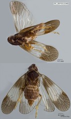 Hemiptera sp. "ZRCBDP0112340"