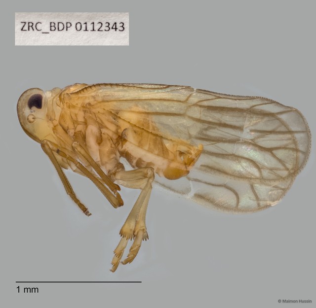 Hemiptera sp. "ZRCBDP0112343" • © Maimon Hussin • All Rights Reserved